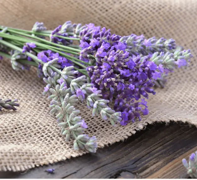 Lavender Oil